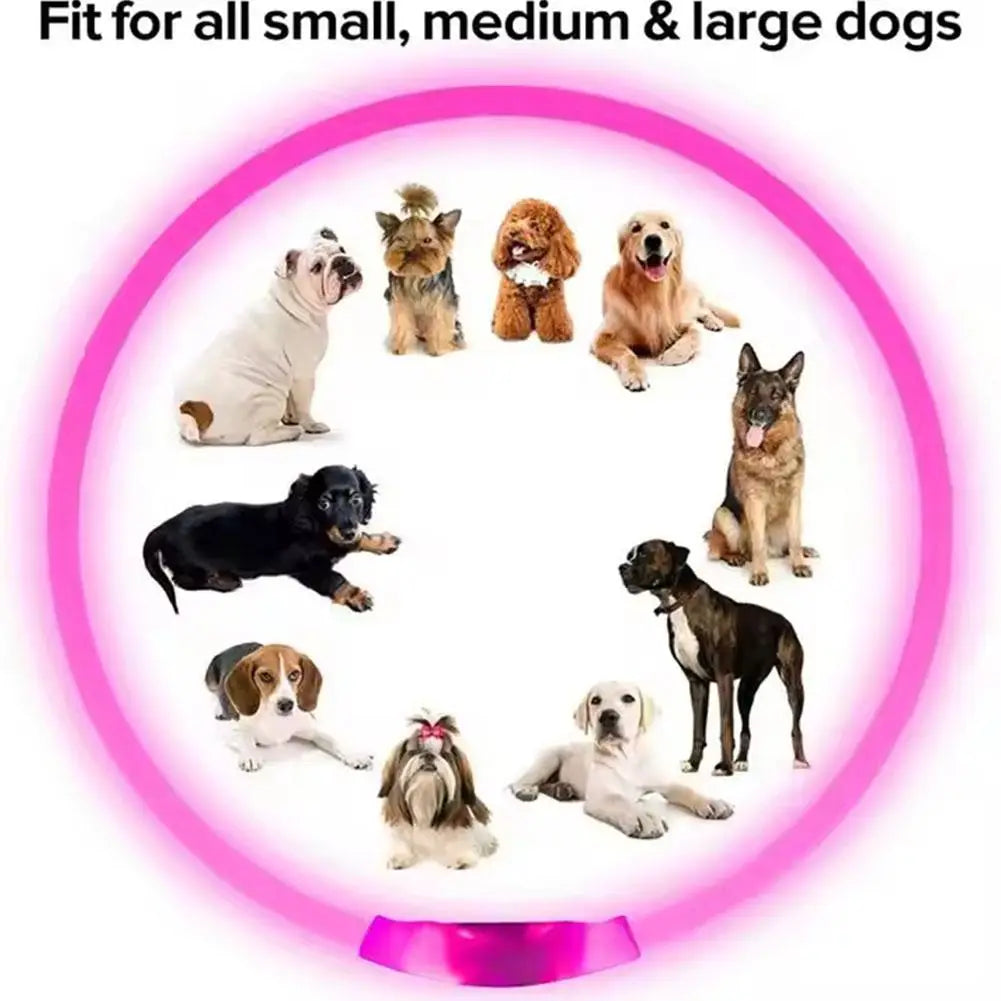 Wooforia LED Light-Up Dog Collar — USB Rechargeable Safety Collar