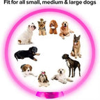 Wooforia LED Light-Up Dog Collar — USB Rechargeable Safety Collar