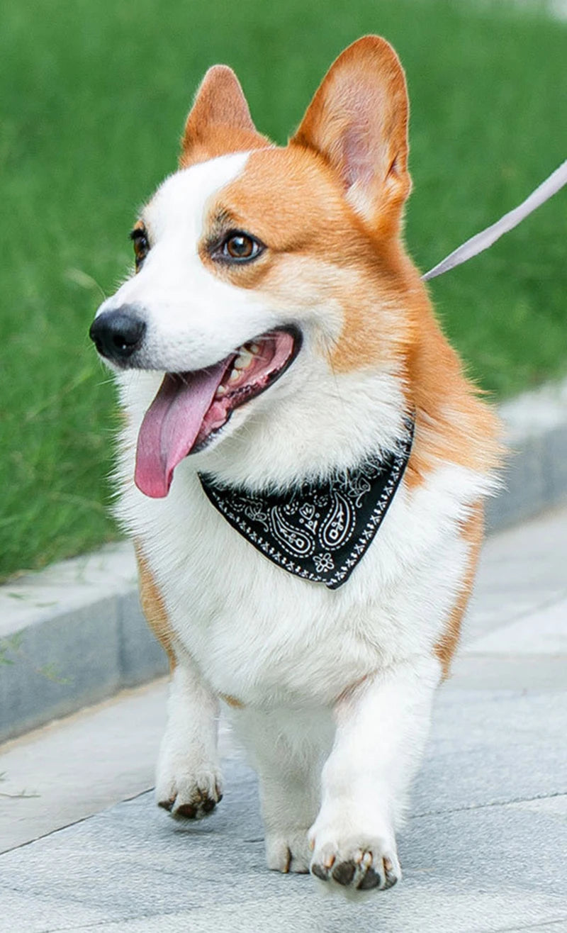 Wooforia Scarf Dog Collar — Adjustable PU Collar for Small & Medium Dogs