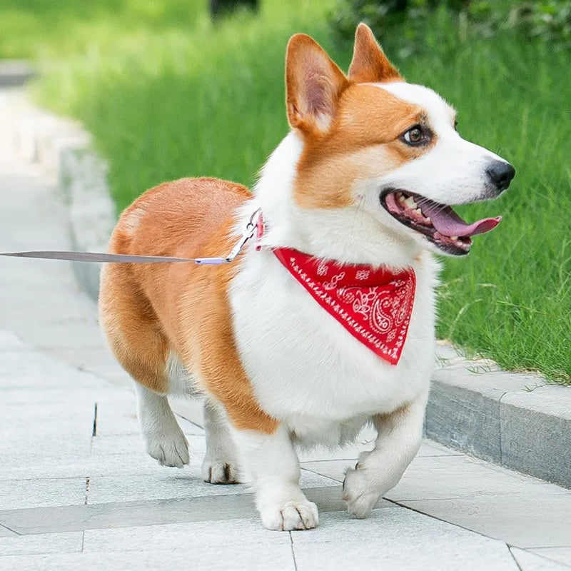Wooforia Scarf Dog Collar — Adjustable PU Collar for Small & Medium Dogs